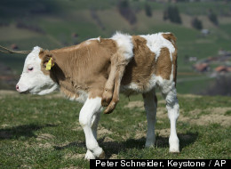 Switzerland Six-Legged Calf Switzerland Six-Legged Calf