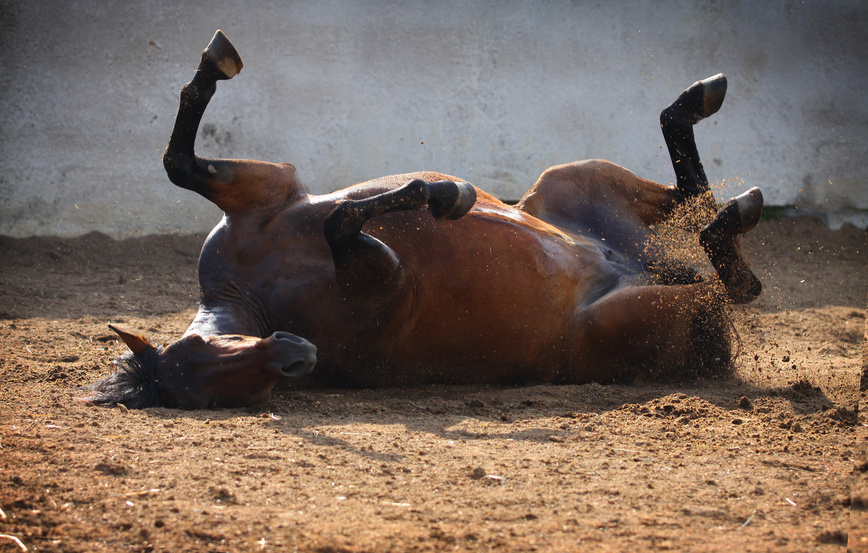 muddy horse muddy horse