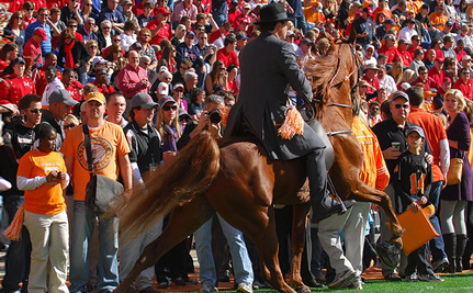 gaited horse