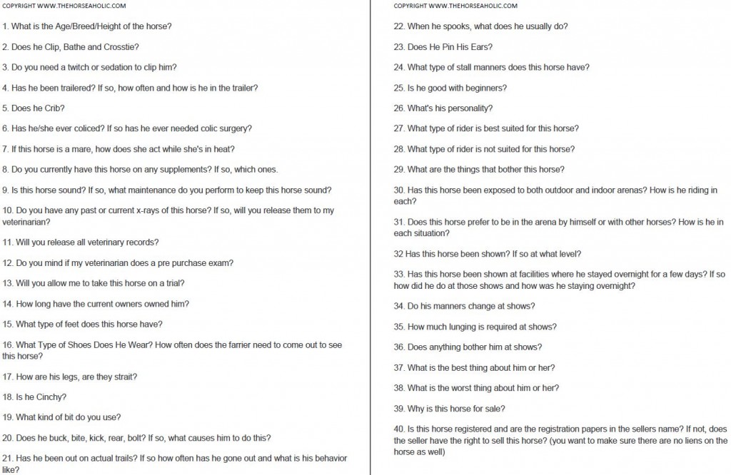 horse purchasing questions image snapshot