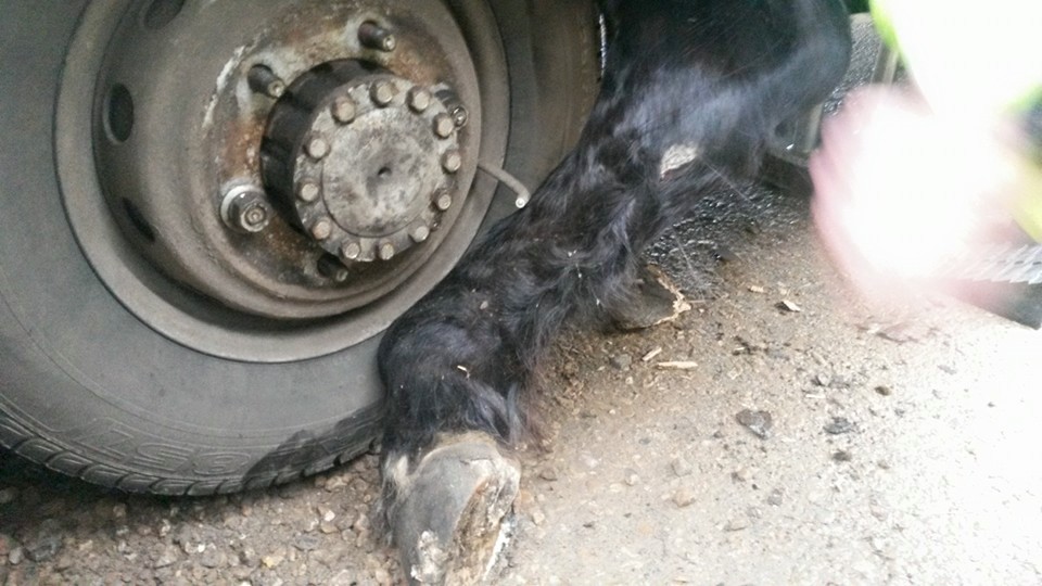 After the leg is released there are no apparent breaks so they carry on. - Friends of the Hampshire Animal Rescue Team