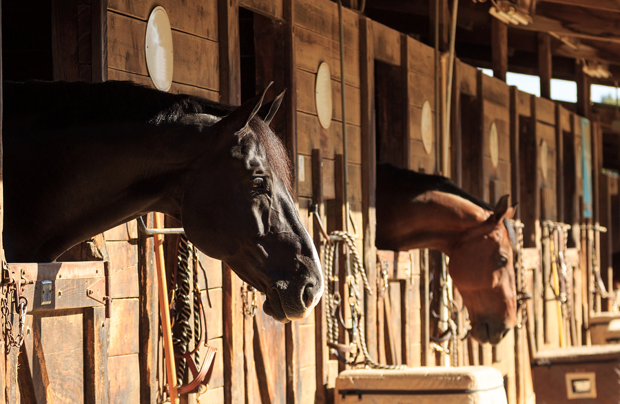 Brown horse