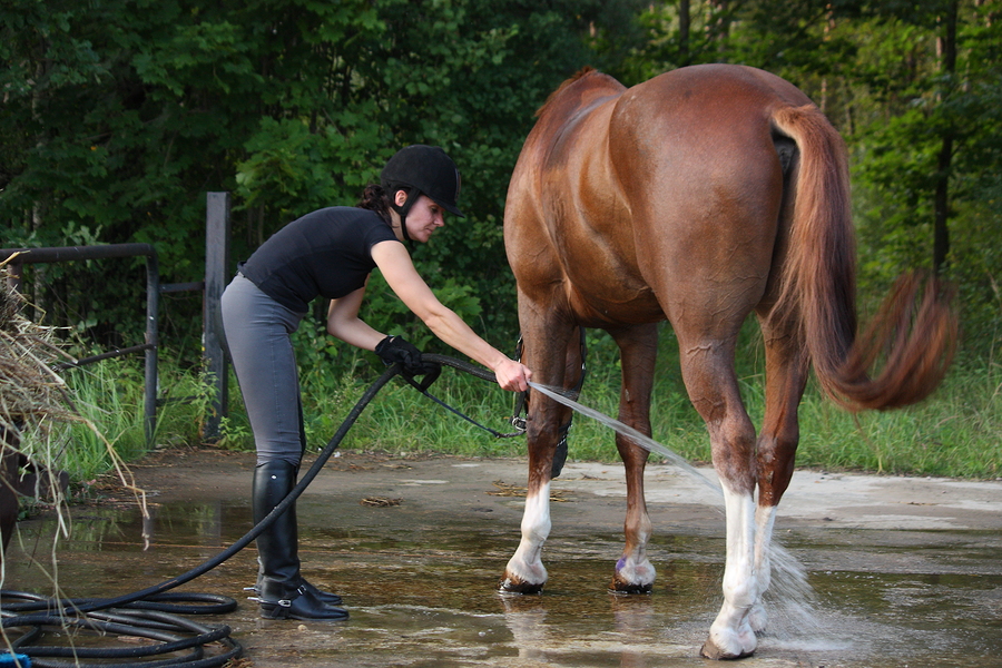 Woman Bathing Horse With Water From Hose