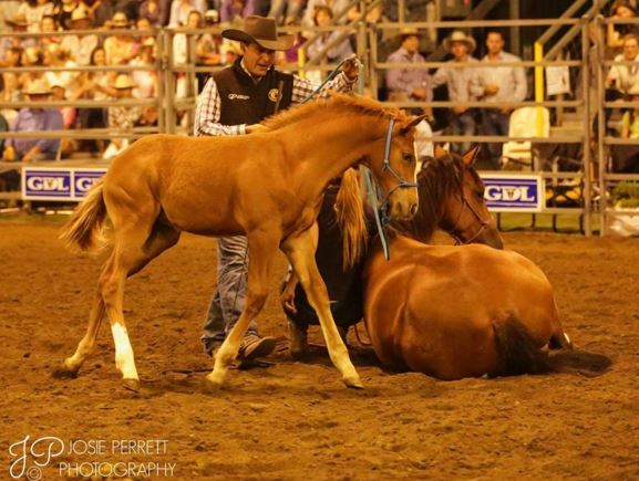 Double Dan Horsemanship Facebook - Very Popular And Reputable Clinicians.