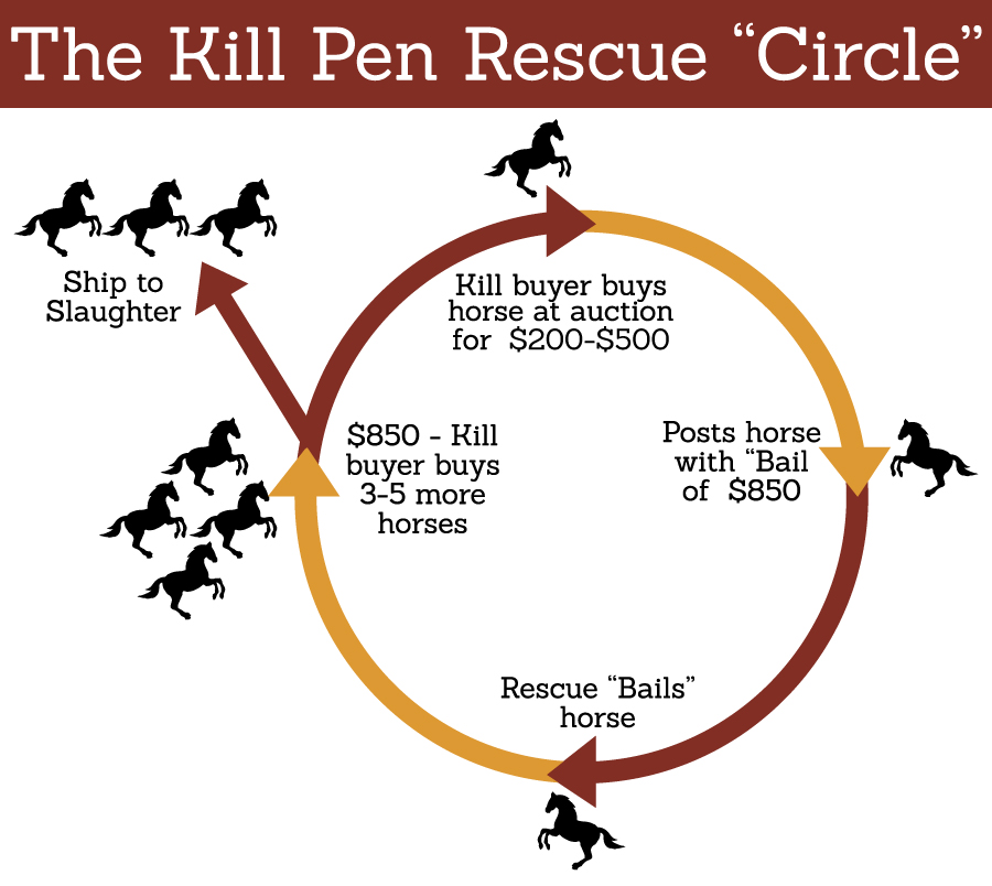 www.equineassist.org
