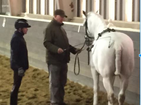 Mr. Schumacher working in-hand with a Lipizzan and it’s handler.