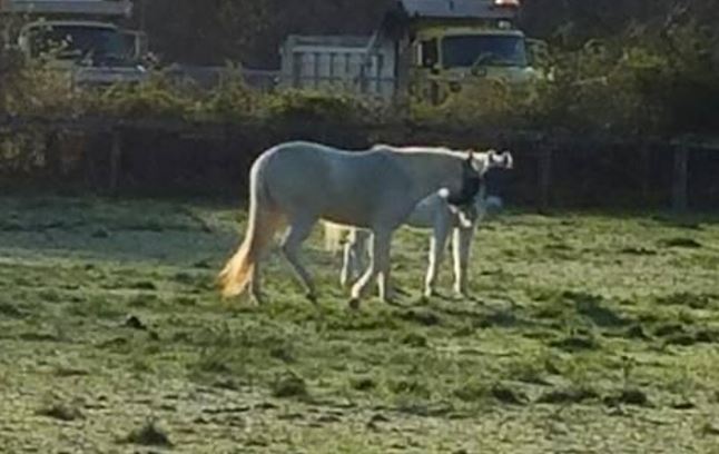 Updated Photo Of Lily From Omega Horse Rescue & Rehabilitation Center Facebook