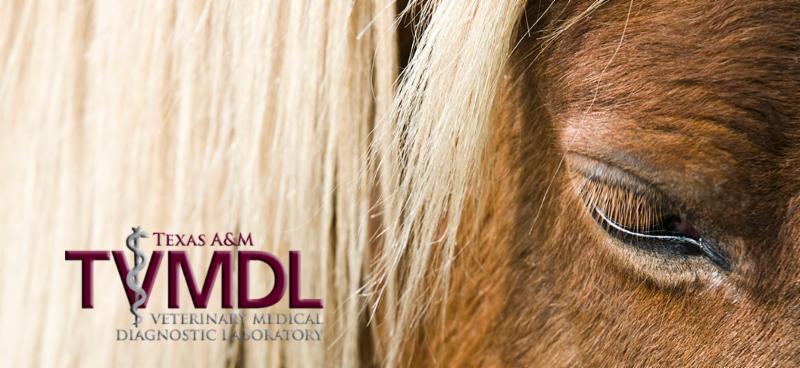 Photo: Texas A&M Veterinary Medical Diagnostic Laboratory