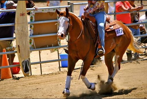 Bella Gunnabe Gifted - Source: RateMyHorsePro.com
