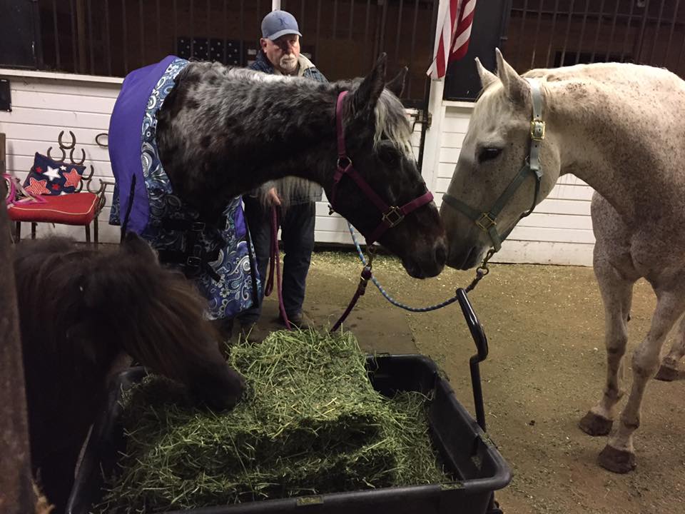 tracy-acres-blind-horses
